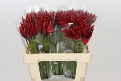 Nerine Lydia 55cm