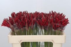 Nerine Lydia 50cm