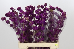 Callicarpa Bodinieri Giraldii 70cm