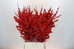Ilex Verticillata 100cm