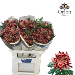 Chrysanth Single Ankara Red 70cm 110gr.