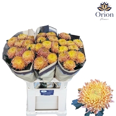 Chrysanth Single Bigoudi Bronze 80cm 110gr.