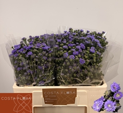 Aster Astee Mini Baby Blue 55cm 20gr.