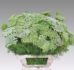 Ammi Visnaga Casablanca 70cm