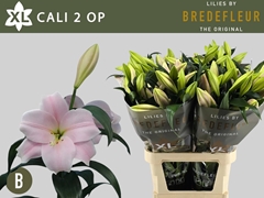 Lily Lo Cali 95cm 2+
