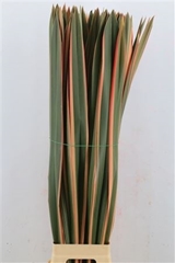 Pandanus Leave 90cm