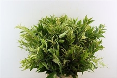 Leucothoe Fontanesiana Rainbow 60cm