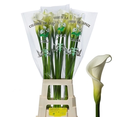 Zantedeschia Aethiopica Colombe De La Paix 90cm