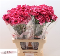 Dianthus Single Bacarat Purple 65cm