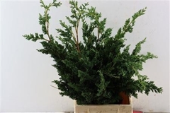 Chamaecyparis Lawsoniana Wisselii Per Kilo 60cm