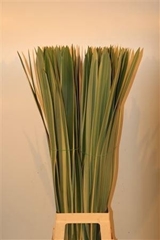 Pandanus Leave 90cm