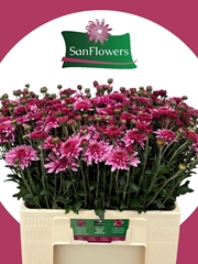 Chrysanth Spray Beppie Purper 60cm 75gr.