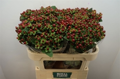 Hypericum Magical Seasons 70cm