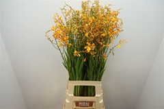 Crocosmia George Davison 80cm