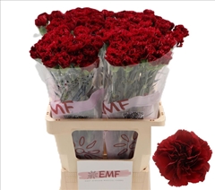 Dianthus Single Zurigo 65cm