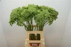 Ammi Visnaga Green Mist 70cm