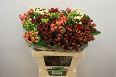 Hypericum Magical Mix 60cm