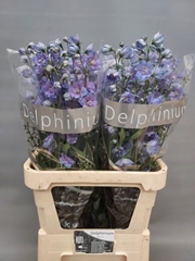 Delphinium Double Delphis Blue Power 90cm
