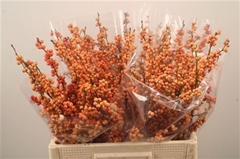 Ilex Verticillata Magical Daydream 40cm
