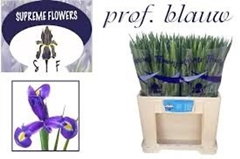 Iris Professor Blaauw 66cm