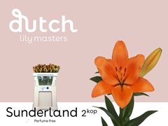 Lily La Sunderland 80cm 2+