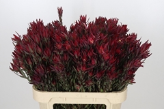 Leucadendron Salignum Blush 80cm Spray