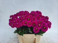 Dahlia Purple Fox 60cm