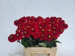Dahlia Red Fox 60cm