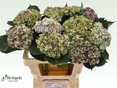 Hydrangea Revolution 60cm 12-14cm Hd