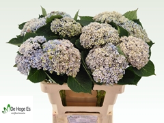 Hydrangea Revolution 60cm 12-14cm Hd