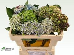 Hydrangea Revolution 50cm 9-11cm Hd