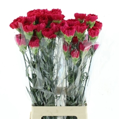 Dianthus Single Bizet 70cm
