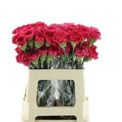 Dianthus Single Bizet 60cm