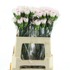 Dianthus Single Yukari Cherry 55cm