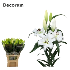 Lily Oriental Tourmalet 100cm 4+