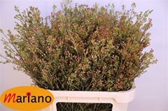 Chamelaucium Blondie 80cm 50gr.