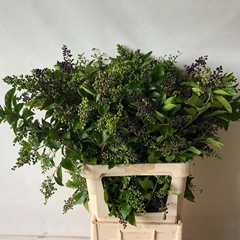 Ligustrum Ovalifolium Winter Jewel 100cm