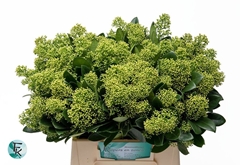 Skimmia Japonica Finchy Per Bunch 45cm