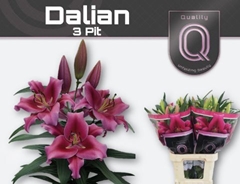 Lily Oriental Dalian 90cm 3+