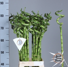 Dracaena Lucky Bamboo 80cm Spiral