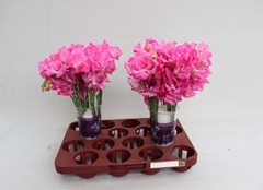 Lathyrus Winter Sunshine Pink 35cm