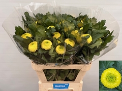 Chrysanth Single Sunny Boris Becker 80cm 85gr.