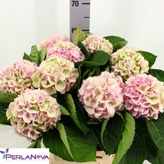 Hydrangea Matcha Classic 60cm 14-16cm Hd