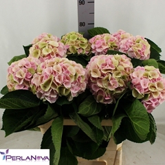 Hydrangea Matcha Classic 80cm 16-18cm Hd