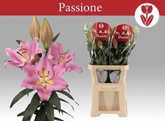 Lily Oriental Passionné 105cm 5+