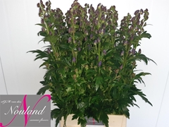Aconitum Carmichaelii Arendsii 90cm