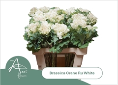 Brassica Crane Ruffle White 60cm