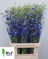 Delphinium Single Volkerfrieden 100cm