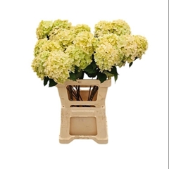 Hydrangea Limelight 60cm 8-10cm Hd