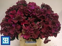 Hydrangea Pink Ruby 60cm 11-13cm Hd